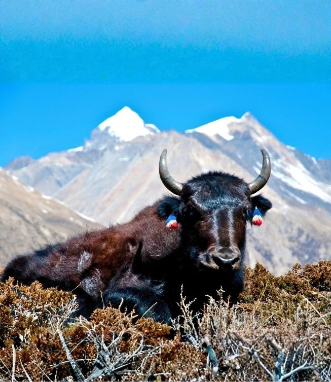 Kathmandu & Pokhara Himalayan Escape